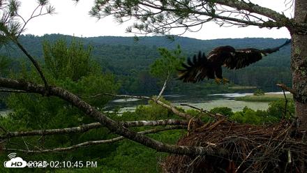 VINS Bald Eagles Nest Live Cams - Jul 7, 2026, 2:12pm EDT