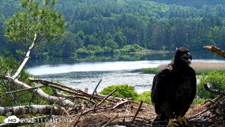 VINS Bald Eagles Nest Live Cams - Jun 12, 2026, 11:05am EDT