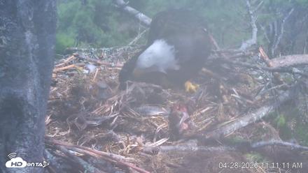 VINS Bald Eagles Nest Live Cams - Apr 28, 2026, 11:12am EDT