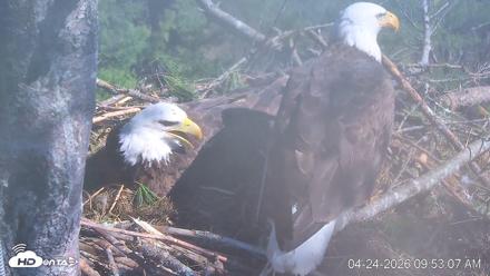 VINS Bald Eagles Nest Live Cams - Apr 24, 2026, 9:53am EDT