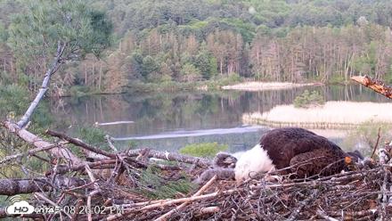 VINS Bald Eagles Nest Live Cams - May 22, 2026, 8:29pm EDT