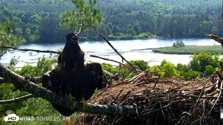 VINS Bald Eagles Nest Live Cams - Jul 3, 2026, 10:11am EDT