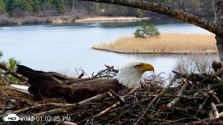 VINS Bald Eagles Nest Live Cams - Apr 12, 2026, 1:03pm EDT