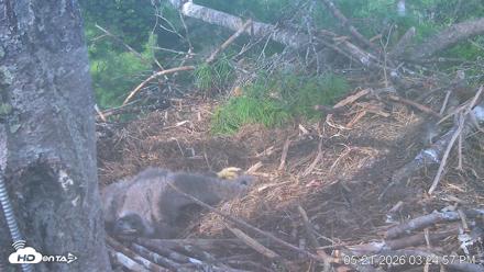 VINS Bald Eagles Nest Live Cams - May 21, 2026, 3:26pm EDT