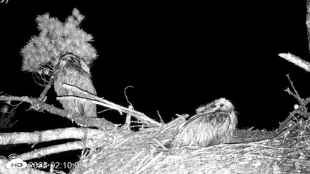 VINS Bald Eagles Nest Live Cams - Jun 23, 2026, 2:12am EDT