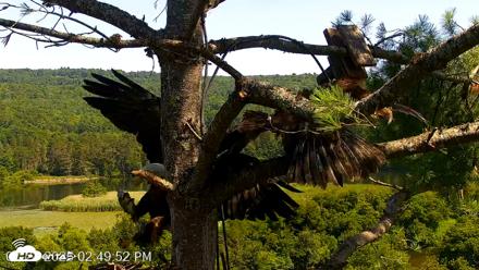 VINS Bald Eagles Nest Live Cams - Jul 24, 2026, 2:50pm EDT