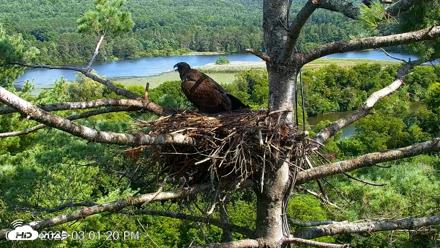 VINS Bald Eagles Nest Live Cams - Aug 11, 2026, 3:02pm EDT
