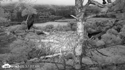 VINS Bald Eagles Nest Live Cams - Aug 13, 2026, 5:37am EDT