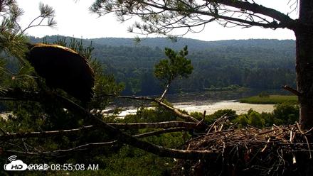 VINS Bald Eagles Nest Live Cams - Jul 13, 2026, 8:56am EDT