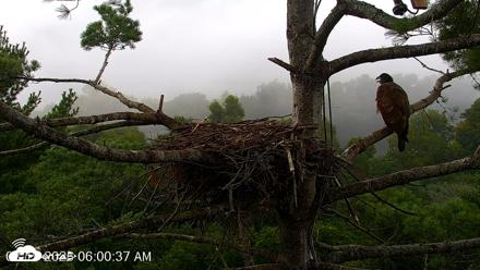 VINS Bald Eagles Nest Live Cams - Aug 19, 2026, 6:01am EDT