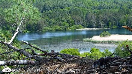 VINS Bald Eagles Nest Live Cams - Jun 5, 2026, 2:25pm EDT