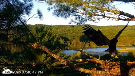 VINS Bald Eagles Nest Live Cams - Jul 19, 2026, 7:47pm EDT