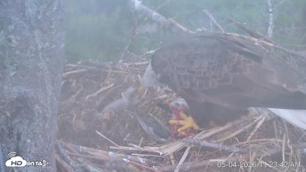 VINS Bald Eagles Nest Live Cams - May 4, 2026, 11:24am EDT