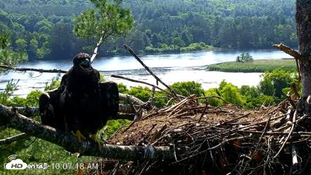 VINS Bald Eagles Nest Live Cams - Jul 3, 2026, 10:08am EDT