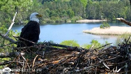 VINS Bald Eagles Nest Live Cams - May 18, 2026, 2:38pm EDT