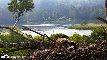 VINS Bald Eagles Nest Live Cams - Jun 28, 2026, 8:13am EDT