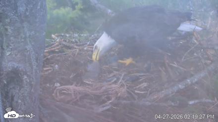VINS Bald Eagles Nest Live Cams - Apr 27, 2026, 2:20pm EDT