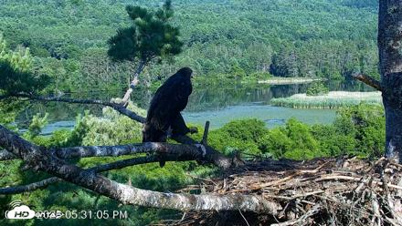 VINS Bald Eagles Nest Live Cams - Jul 24, 2026, 5:32pm EDT