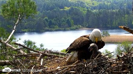 VINS Bald Eagles Nest Live Cams - May 19, 2026, 10:10am EDT