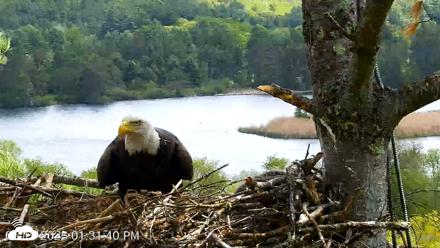 VINS Bald Eagles Nest Live Cams - May 19, 2026, 1:32pm EDT