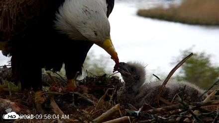 VINS Bald Eagles Nest Live Cams - May 12, 2026, 9:56am EDT
