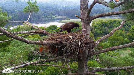 VINS Bald Eagles Nest Live Cams - Jul 28, 2026, 8:39am EDT