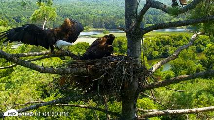 VINS Bald Eagles Nest Live Cams - Jul 27, 2026, 1:05pm EDT