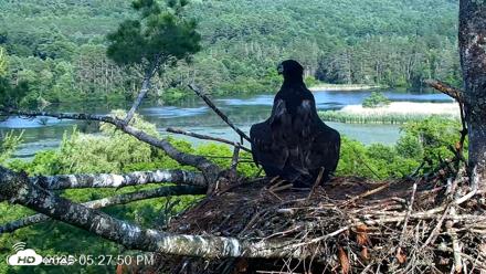VINS Bald Eagles Nest Live Cams - Jul 1, 2026, 5:28pm EDT