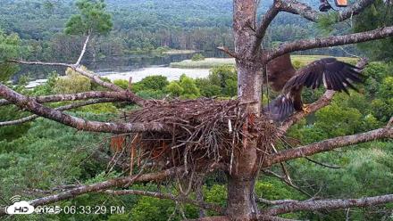 VINS Bald Eagles Nest Live Cams - Aug 10, 2026, 6:34pm EDT
