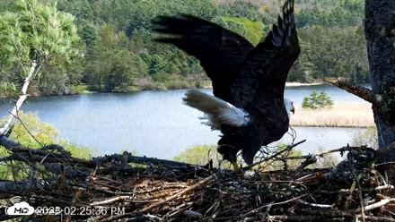 VINS Bald Eagles Nest Live Cams - May 10, 2026, 2:26pm EDT