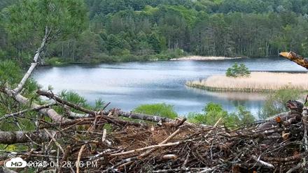 VINS Bald Eagles Nest Live Cams - May 19, 2026, 4:29pm EDT
