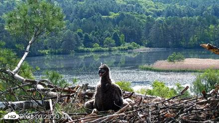 VINS Bald Eagles Nest Live Cams - May 27, 2026, 9:30am EDT