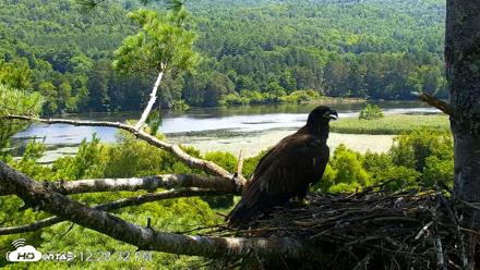 VINS Bald Eagles Nest Live Cams - Jul 25, 2026, 12:29pm EDT