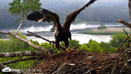 VINS Bald Eagles Nest Live Cams - Jun 28, 2026, 7:25am EDT
