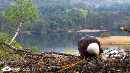 VINS Bald Eagles Nest Live Cams - May 10, 2026, 12:23pm EDT