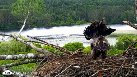 VINS Bald Eagles Nest Live Cams - Jun 23, 2026, 11:47am EDT