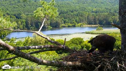 VINS Bald Eagles Nest Live Cams - Jul 24, 2026, 1:25pm EDT