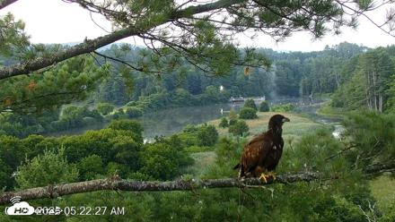 VINS Bald Eagles Nest Live Cams - Jul 26, 2026, 5:23am EDT