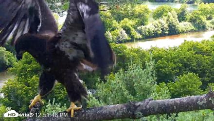 VINS Bald Eagles Nest Live Cams - Jul 23, 2026, 12:52pm EDT