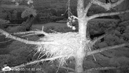VINS Bald Eagles Nest Live Cams - Jul 29, 2026, 5:15am EDT