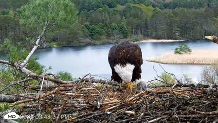 VINS Bald Eagles Nest Live Cams - May 8, 2026, 3:49pm EDT