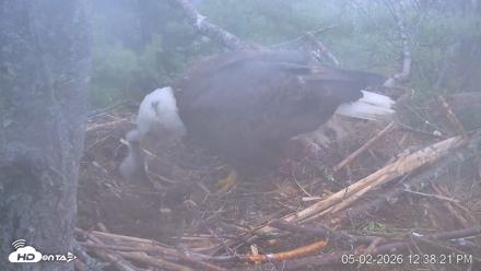 VINS Bald Eagles Nest Live Cams - May 2, 2026, 12:39pm EDT
