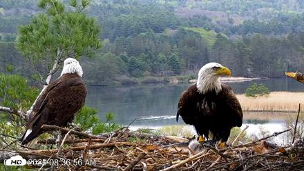 VINS Bald Eagles Nest Live Cams - May 6, 2026, 8:37am EDT