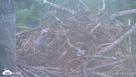 VINS Bald Eagles Nest Live Cams - May 10, 2026, 8:29am EDT
