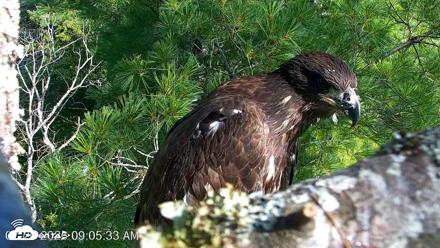 VINS Bald Eagles Nest Live Cams - Jul 26, 2026, 9:06am EDT