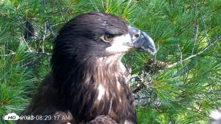 VINS Bald Eagles Nest Live Cams - Jul 26, 2026, 8:30am EDT