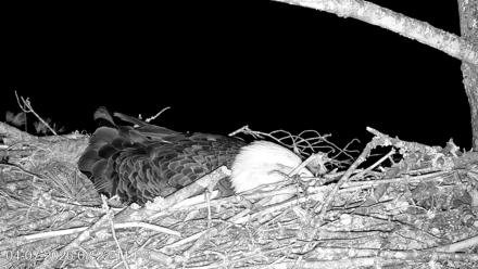 VINS Bald Eagles Nest Live Cams - Apr 7, 2026, 8:22pm EDT