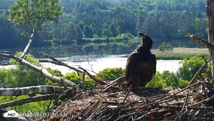 VINS Bald Eagles Nest Live Cams - Jun 25, 2026, 9:08am EDT