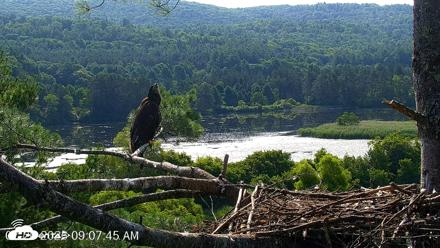 VINS Bald Eagles Nest Live Cams - Jul 20, 2026, 9:08am EDT