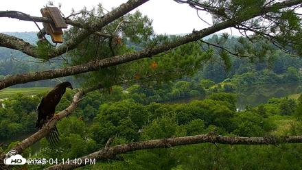 VINS Bald Eagles Nest Live Cams - Jul 21, 2026, 4:15pm EDT
